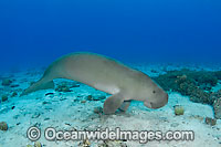 Dugong (Dugong dugon) - with damaged tail fluke. Cocos (Keeling) Islands, Australia. Dugongs can be found in warm coastal waters from East Africa to Australia. Also known as Sea Cow. Classified Vulnerable on the IUCN Red List. Now a Protected species.