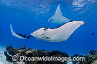 Reef Manta Rays (Manta alfredi). Also known as Devilfish and Devilray. Found throughout the Indo-Pacific in tropical and subtropical waters, but also recorded in the tropical east Atlantic. Photo taken at Cocos (Keeling) Islands, Australia.