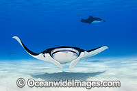 Reef Manta Rays (Manta alfredi). Also known as Devilfish and Devilray. Found throughout the Indo-Pacific in tropical and subtropical waters, but also recorded in the tropical east Atlantic. Photo taken at Cocos (Keeling) Islands, Australia.