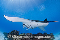 Reef Manta Ray (Manta alfredi). Also known as Devilfish and Devilray. Found throughout the Indo-Pacific in tropical and subtropical waters, but also recorded in the tropical east Atlantic. Photo taken at Cocos (Keeling) Islands, Australia.