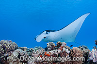 Reef Manta Ray (Manta alfredi). Also known as Devilfish and Devilray. Found throughout the Indo-Pacific in tropical and subtropical waters, but also recorded in the tropical east Atlantic. Photo taken at Cocos (Keeling) Islands, Australia.