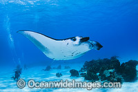 Divers observing Reef Manta Ray (Manta alfredi). Also known as Devilfish and Devilray. Found throughout the Indo-Pacific in tropical and subtropical waters, but also recorded in the tropical east Atlantic. Photo taken at Cocos (Keeling) Islands, Australia