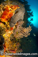 Temperate reef scene, Sea Sponges and Gorgonian Corals. Poor Knights Islands Marine Reserve, situated off the east coast of North Island, New Zealand, Pacific Ocean.