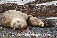 Southern Elephant Seal (Mirounga leonina) - mother with pups. Found throughout the southern oceans, breeding mainly at South Georgia, Macquarie Island, and Kerguelen Island. Photo taken on Macquarie Island, Australian Sub-Antarctic
