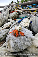 Hermit Crab existing in marine rubbish comprising of fishing material, footwear and other plastics. Cocos Keeling Islands, Indian Ocean, Australia.