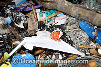Hermit Crab existing in marine pollution rubbish trash garbage comprising of plastic bottles, footwear and fishing implements, washed ashore by tidal movement on a remote tropical island beach. Cocos (Keeling) Islands, Indian Ocean, Australia