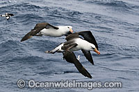 Black-browed Albatross (Diomedea melanophris) - pair in flight. Also known as Black-browed Mollymawk. Common around the Australian coastline and islands of sub-Antarctic seas.Photo taken at sea off the Campbell Island Group, New Zealand