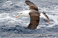 Black-browed Albatross (Thalassarche melanophris) in flight. Also known as Black-browed Mollymawk. Widespread throughout the Southern Ocean. Image taken at Wollongong, NSW, Australia.