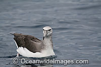 Salvin's Albatross (Thalassarche salvini). Found throughout the Southern Ocean, breeding on Crozets, Snares and Bounty Islands. Image taken at Wollongong, NSW, Australia.