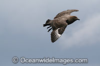 South Polar Skua (Stercorarius maccormicki). Found throughout the Southern Ocean from Antarctica north to South Shetlands. Image taken at Wollongong, NSW, Australia.