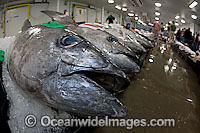 An early morning Tuna fish auction on Oahu's waterfront, Hawaii, USA