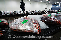 An early morning fish auction on Oahu's waterfront, selling Opah or moonfish (Lampris regius) and Tuna. Hawaii, USA.