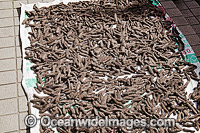Hundreds of sea cucumbers drying on the sidewalk outside a medicine shop in Guangzhou, China.