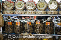 Glasses jars full of dried seahorses for sale at a medicine shop in Guangzhou, China. Seahorses are dried for use as aphrodisiacs in Chinese medecine.