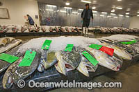 Mahi mahi and other open ocean fish on display for auction at the Honolulu United Fishing Agency's daily fish auction. Near Kewalo Basin on Oahu, Hawaii, USA.