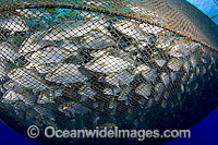 Almaco Jack (Seriola rivoliana), in a net fish pen at a fish farm off The Big Island, Hawaii, USA.