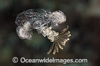 Barnacle, larval stage. Photo taken off Hawaii, Pacific Ocean.