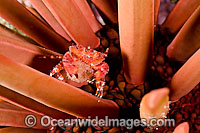 Red Liomera Crab (Liomera rubra). Female with eggs, resting in a Slate Pensil Sea Urchin (Heterocentrotus mammillatus). Photo taken at Hawaii, USA