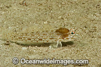 Two Parasitic Fish Lice, or Parasitic Isopods on a Decorated Sand Goby (Istigobius decoratus). Photo taken in Malaysia.