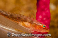 Parasitic Copepod attached just behind the pectoral fin of a Coral Goby (Bryaninops amplus). Bali, Indonesia.