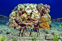 Banded Spiny Lobster (Panulirus marginatus). This lobster is endemic to Hawaii. USA