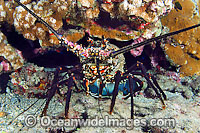 Banded Spiny Lobster (Panulirus marginatus). This lobster is endemic to Hawaii. USA