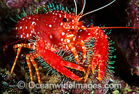 Hawaiian Reef Lobster (Enoplometopus occidentalis). Also known as Western Lobster. Photo taken Hawaii, USA.