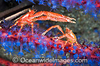 Squat Lobster (Galathea sp.) A pair on a Gorgonian Coral. Photo taken off Komodo, Indonesia. Within the Coral Triangle.
