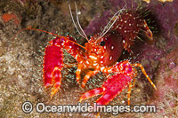 Hawaiian Reef Lobster (Enoplometopus occidentalis). Also known as Western Lobster. Photo taken off Hawaii, Pacific Ocean.