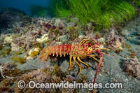 California Spiny Lobster (Panulirus interruptus). Photo taken off Santa Barbara Island, California, USA.
