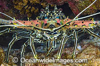 Painted Crayfish (Panulirus versicolor), or Painted Spiny Lobster. Found throughout the Indo-Pacific. Photo taken in Philippines.