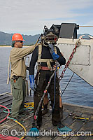 A commercial hard hat Diver (MR) prepares for a dive, Oahu, Hawaii, USA.