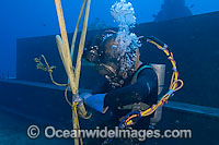 A commercial hard hat diver (MR) working underwater off Oahu, Hawaii, USA.