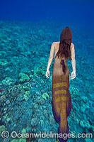 This ocean scene with a Mermaid (MR) underwater is a composite image, comprising of 2 or more images digitally merged together.