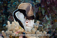 Bandit Angelfish (Holacanthus arcuatus). This fish in endemic to the waters of Hawaii, where this picture was taken.