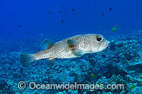 Black-spotted Porcupinefish (Diodon hystrix). Found in tropical seas throughout the world, ranging into sub-tropical zones. Photo taken off Hawaii, Pacific Ocean