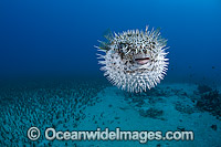 Black-spotted Porcupinefish (Diodon hystrix), inflated in defence against predators. Found in tropical seas throughout the world, ranging into sub-tropical zones. Photo taken off Hawaii, Pacific Ocean