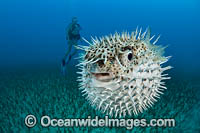 Diver observing a Spotted Porcupinefish (Diodon hystrix). Hawaii, USA.