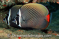Red-tailed Butterflyfish (Chaetodon collare). Found throughout northern Indian Ocean, ranging east to Bali in Indonesia. Within the Coral Triangle.