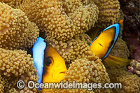 Orange-fin Anemonefish (Amphiprion chrysopterus). Found throughout the West-Pacific, including the far northern Great Barrier Reef Australia, New Guinea, Solomon Islands and Fiji.