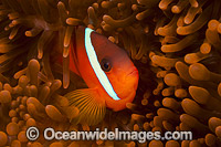 Anemonefish (Amphiprion barberi), is a color variant of (Amphiprion melanopus), and only since 2008 has been recognized as a unique species Endemic to Fiji, Tonga and Samoa.