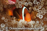 Tomato Anemonefish (Amphiprion frenatus), pair in a Sea Anemone. Also known as Bridled Anemonefish. Found throughout South-East Asia, western Pacific to Japan. Photo taken in Yap in Micronesia.