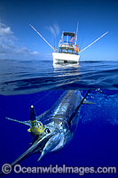 Over under water picture of a Blue Marlin (Makaira mazara), caught on a line behind a game fishing boat. Also known as Billfish. Hawaii, USA. This is a composite image, comprising of 2 or more images digitally merged together.