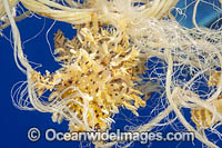 Sargassum Anglerfish (Histiro histiro), in discarded polypropylene fishing rope. Found throughout tropical seas worldwide, except east Pacific. Photo taken in Hawaii. Pacific Ocean, USA
