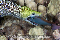 White Moray Eel (Gymnothorax meleagris), feeding on a Surgeonfish captured at night. Also known as Undulated Moray Eel. Photo taken off Hawaii, Pacific Ocean
