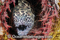 Honeycomb Moray Eel (Gymnothorax favageneus), surrounded by Hinge-beak Shrimp (Rhynchocinetes sp.), with a Cleaner Shrimp (Urocaridella sp.) on lower jaw. Photo taken in Indonesia. Within Coral Triangle.