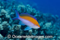 Yellow-backed Basslet (Pseudanthias bicolor). Found throughout the Indo-Pacific. Photo taken off Hawaii, Pacific Ocean.