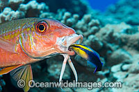Yellow-striped Goatfish (Mulloidichthys vanicolensis), being cleaned by the endemic Hawaiian Cleaner Wrasse (Labroides phthirophagus). Photo taken Hawaii, Pacific Ocean.