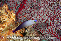 Purple Fire Goby (Nemateleotris decora). Also known as Elegant Dartfish. Photo was taken at the Fijian Islands.