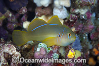 Citron Goby (Gobiodon citrinus). Also known as Citrin or Clown Goby. Photo was taken at the Fijian Islands.